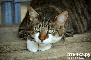 ����: ��������� ����