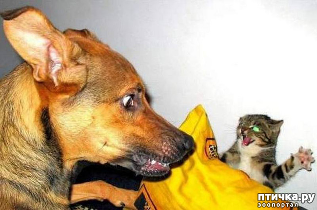 ���� 12: ��� ����� � ������� �����?