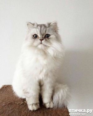 ����: ���� (������� ������� ��������)