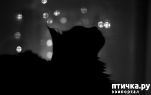 ����: ����� ����