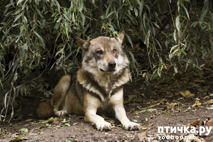 ����: ����������� ������ �������