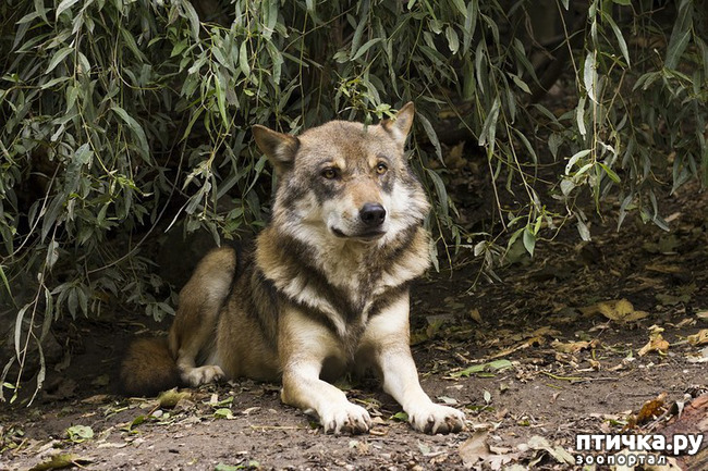 ���� 1: ����������� ������ �������