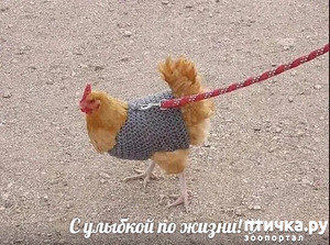 фотография: Да уж... Кого только не выгуливают, лишь бы на улицу выйти!..? фото: Да уж... Кого только не выгуливают, лишь бы на улицу выйти!..?