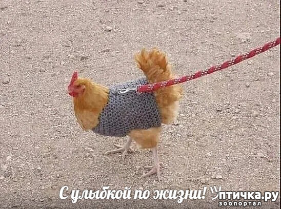 ���� 1: �� ��... ���� ������ �� ����������, ���� �� �� ����� �����!..?