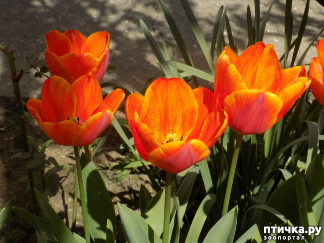 ���� 9: ������� �������� ������� � �������