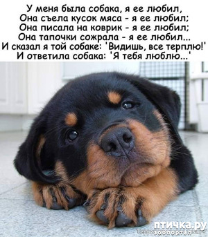 фотография: У меня была собака... фото: У меня была собака...