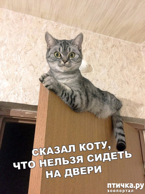 фотография: Ещё смотрит грозно и осуждающе фото: Ещё смотрит грозно и осуждающе