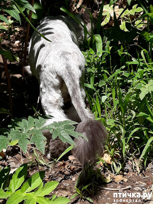 фотография: Стричь или не стричь? Вот в чём вопрос. фото: Стричь или не стричь? Вот в чём вопрос.