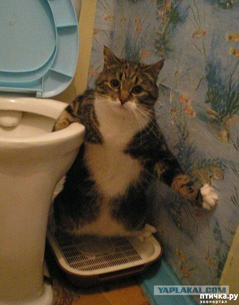 ���� 4: �������