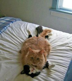 ���� 8: �������