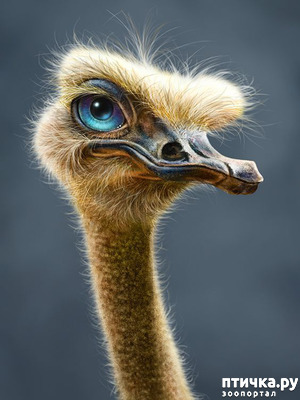 ����: �������