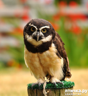 фотография: Совушки. Продолжение. Третья часть. фото: Совушки. Продолжение. Третья часть.