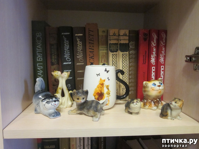 ���� 5: ��� �� ������� ����������