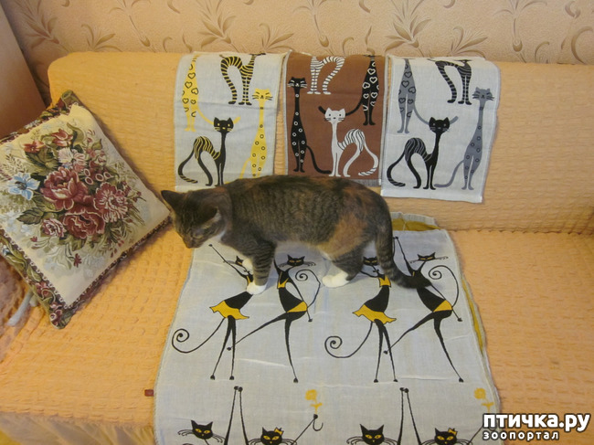 ���� 15: ��� �� ������� ����������