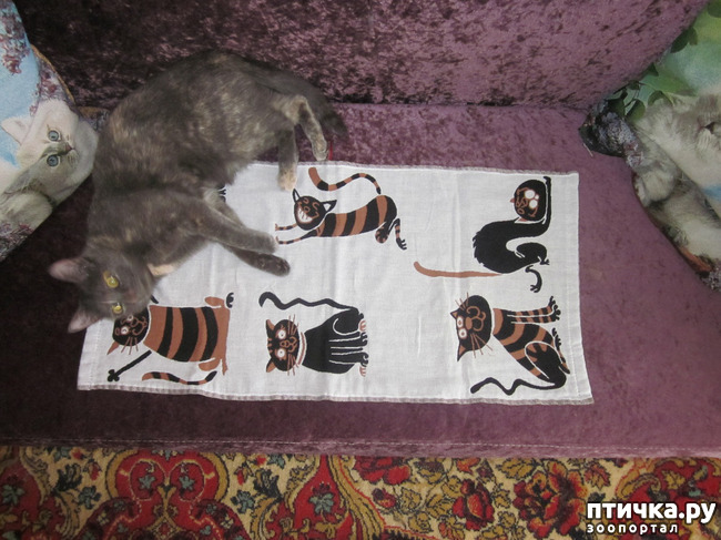 ���� 16: ��� �� ������� ����������