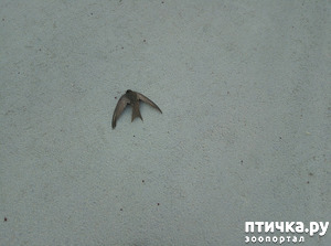 фотография: Ворона - хищница фото: Ворона - хищница