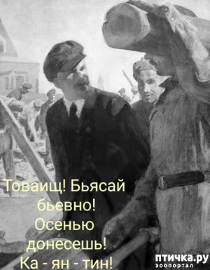 фотография: Бревно фото: Бревно