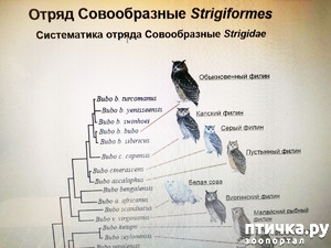 фотография: Совообразные фото: Совообразные