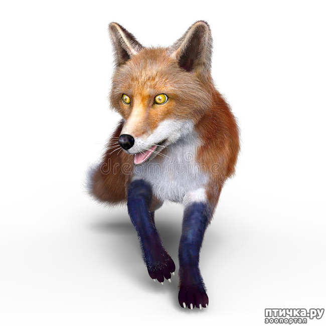 ���� 2: ������ ���� �������� � ������ ������������?