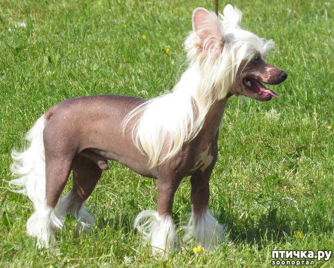 фото 3: Китайская хохлатая собака: парадоксальная порода.