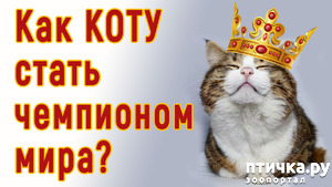 ����: ��� ����� ���������� ���������� ����?