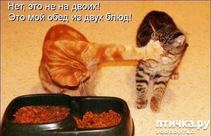 ����: ���� ������ ��� �� �������� �������