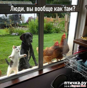 фотография: Развлекалки для сидящих на карантине фото: Развлекалки для сидящих на карантине