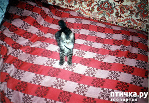 ����: ���. ��������� ���.