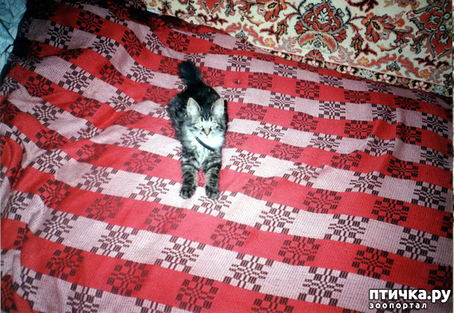 ���� 1: ���. ��������� ���.