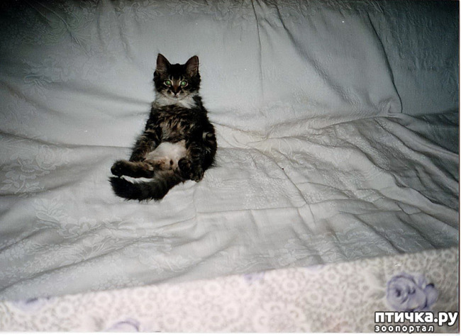 ���� 6: ���. ��������� ���.