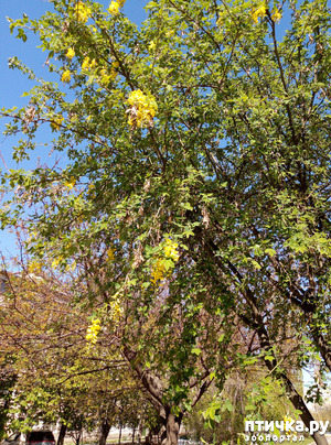 фотография: Добавлю и я весны фото: Добавлю и я весны