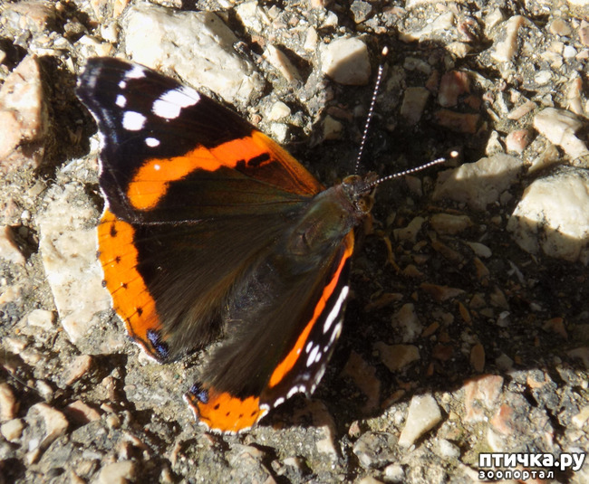 ���� 21: � ������ �������! ������� ���������. �������� �����������.