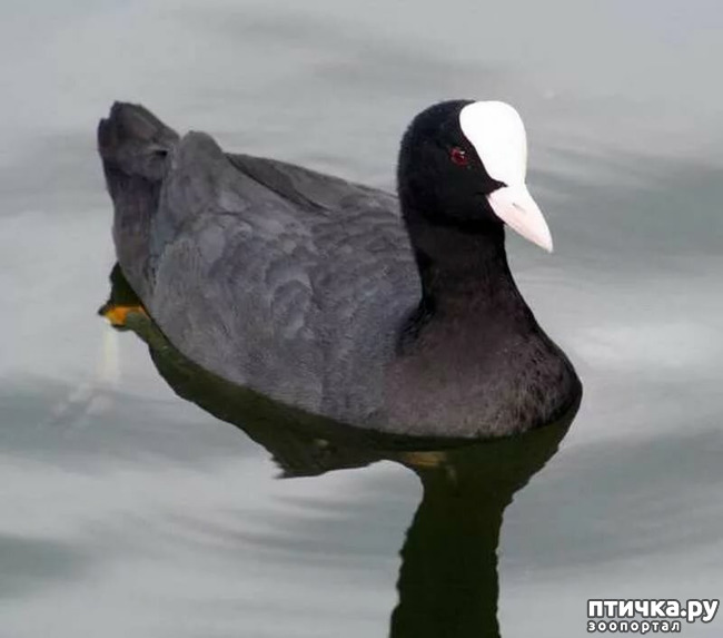 ���� 4: ������������