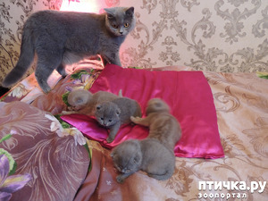 ����: �����������, ������� �������-�������