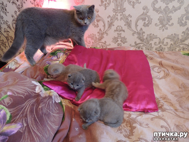 ���� 1: �����������, ������� �������-�������