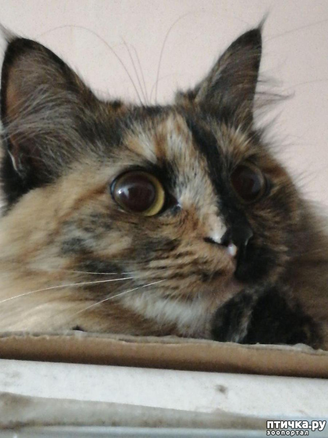 ���� 2: ��� ��������� �������.