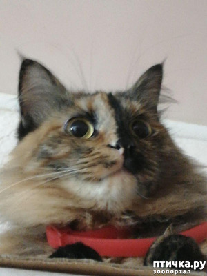 ����: ��� ��������� �������.