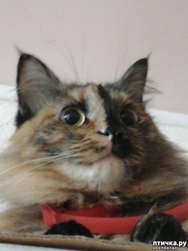 ���� 1: ��� ��������� �������.