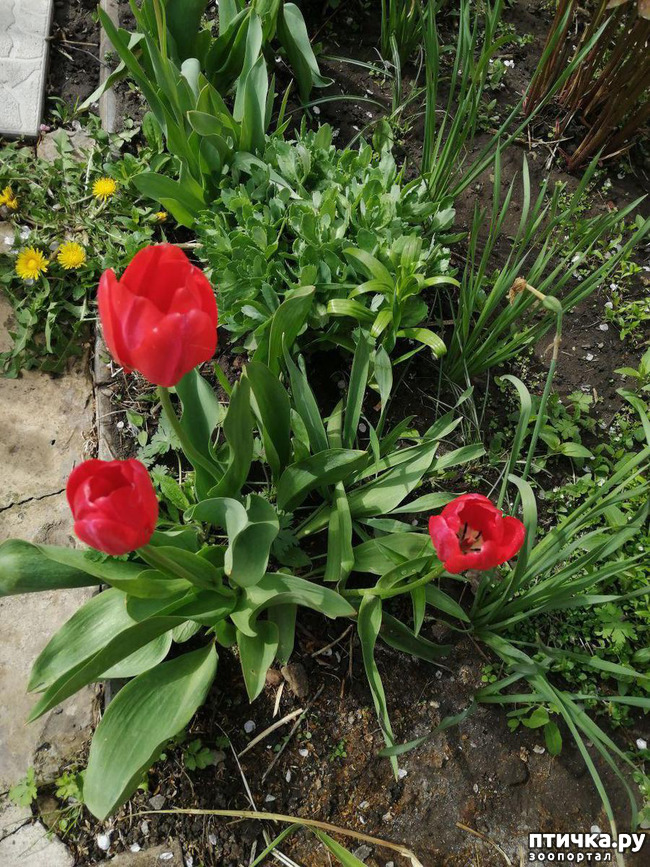 ���� 36: ������ ��� �����.