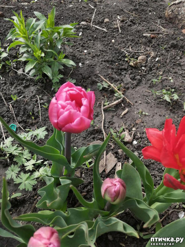 ���� 37: ������ ��� �����.