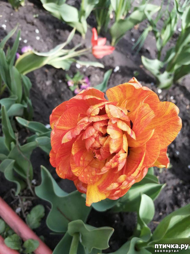 ���� 38: ������ ��� �����.