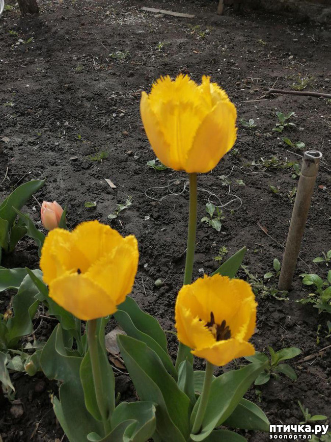 ���� 39: ������ ��� �����.