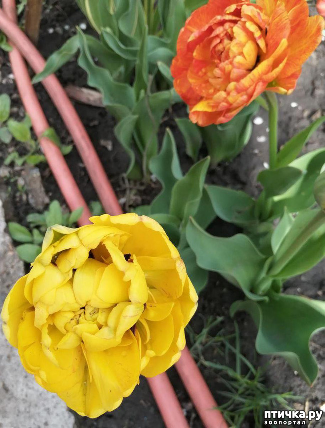 ���� 41: ������ ��� �����.