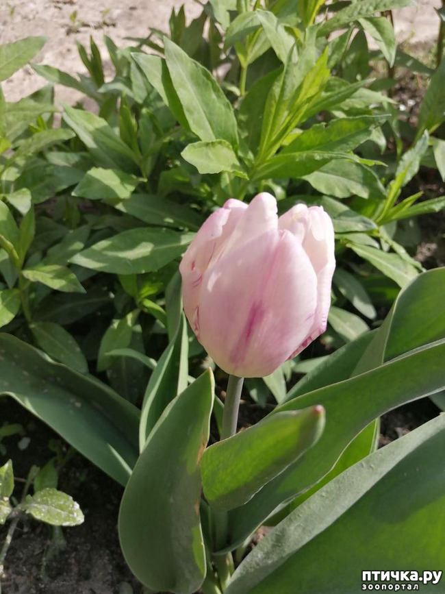 ���� 15: ������ ��� �����.