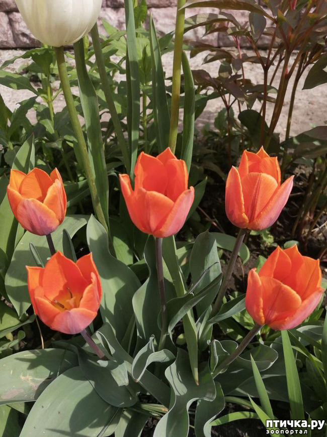 ���� 16: ������ ��� �����.