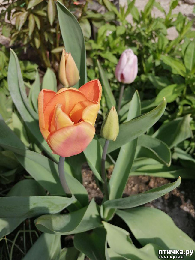 ���� 18: ������ ��� �����.