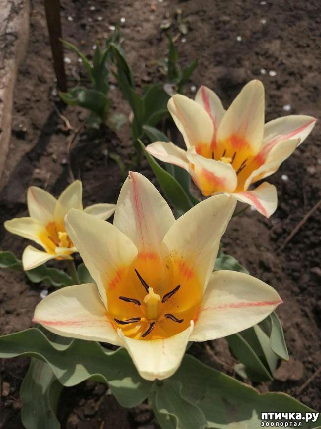 ���� 19: ������ ��� �����.