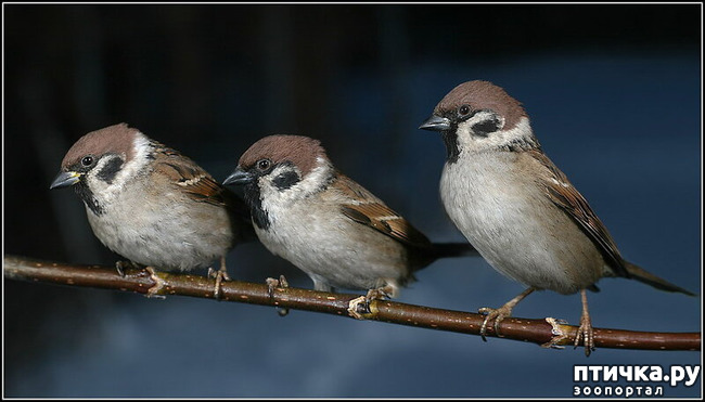 ���� 3: ������������ ������!