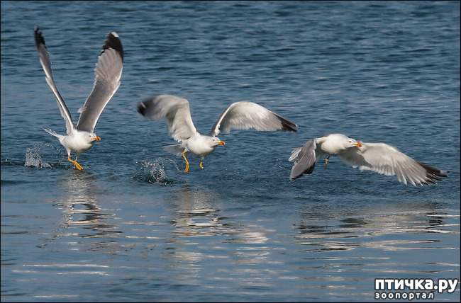 ���� 8: ������������ ������!