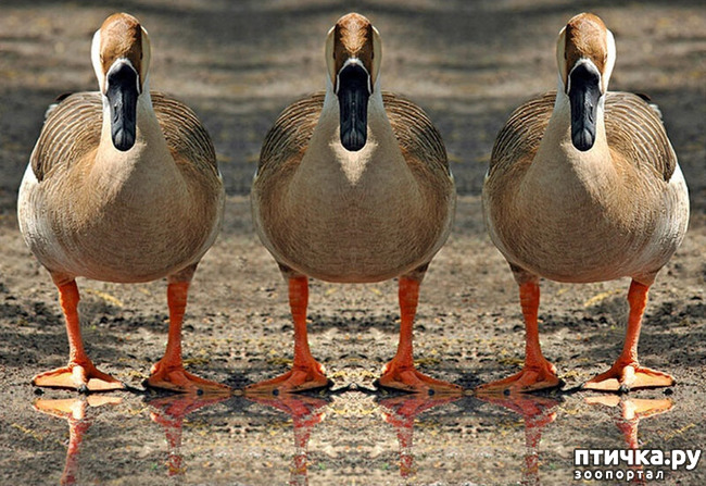 ���� 5: ������������ ������!